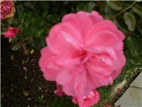 94c4e89f-Picture 786.jpg